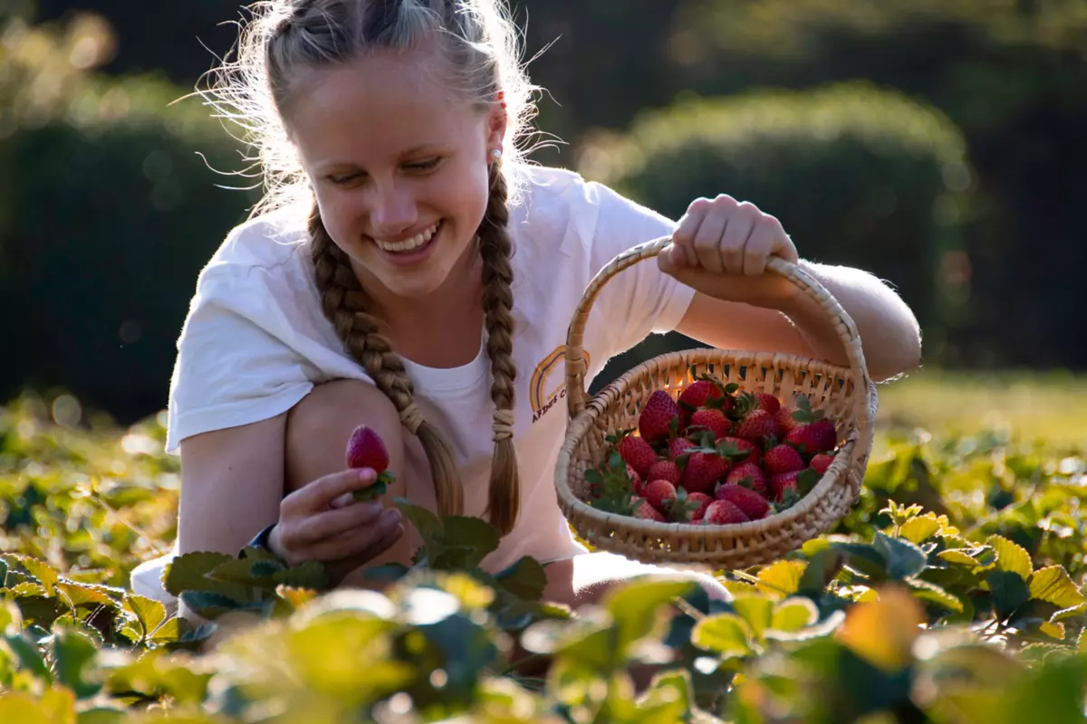 strawberry picking sunshine coast